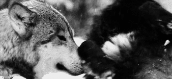 Cherokee-Legenden Om De To Ulvene, Eller Våre Indre Krefter