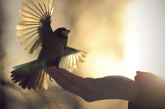 en fugl som flakser med vingene sine mens en hånd holder ham