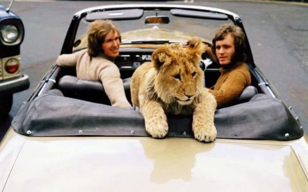 løve i bil