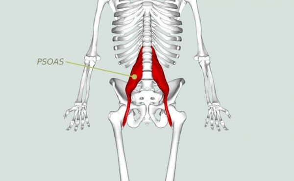 psoas på et skjelett.