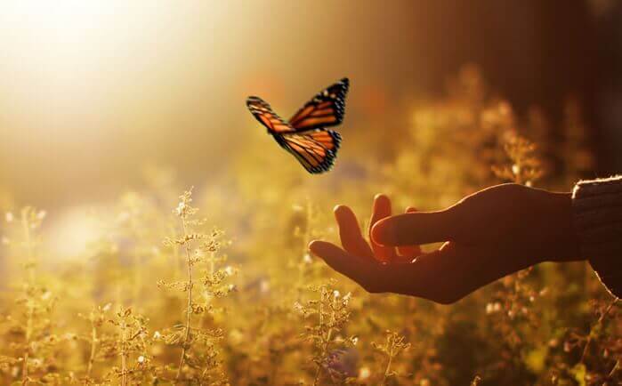 En sommerfugl i hånden