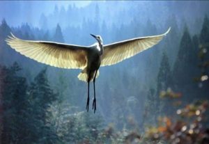 Den rørende historien om den gamle mannen og tranen