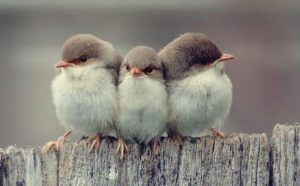 3 typer vennskap, ifølge Aristoteles