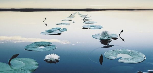 En sti av vannliljer