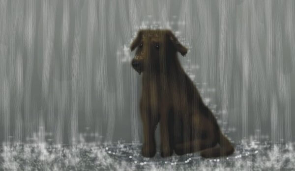 hund i regnet