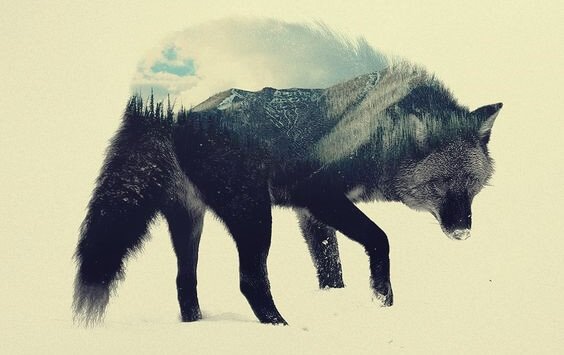 En ulv med et landskap