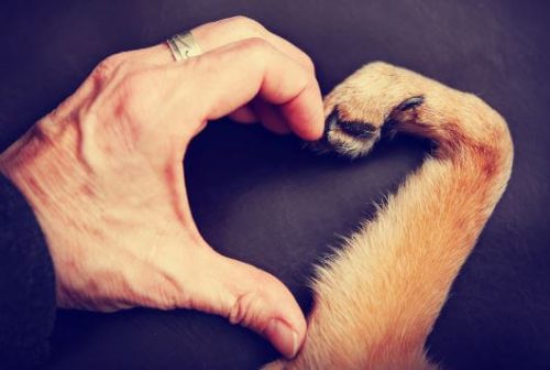 Hundepote og menneskehånd danner et hjerte