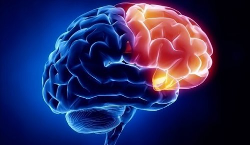 orbitofrontal-cortex