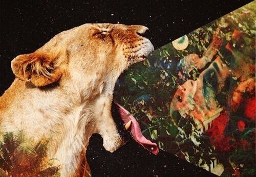 Løve kaster opp bilder etter å ha spist for mange bitre ting