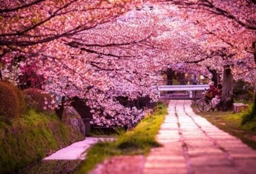 Legenden om Sakura er en fantastisk historie om kraften av kjærlighet.