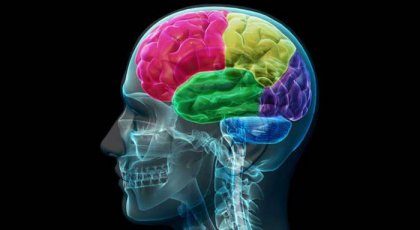 Misbrukerens hjerne: Anatomi av tvang og behov