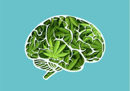 De langsiktige effektene av cannabis på hjernen