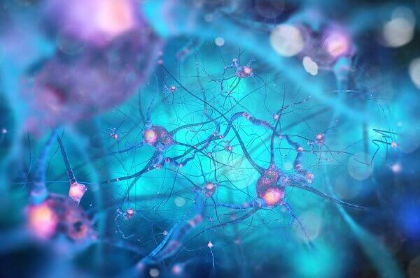 Nevron og synapse