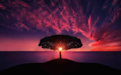 Et tre på en øy ved solnedgang