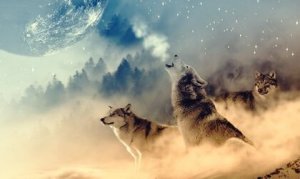 Ulvens medisin ifølge indianere: et gjensyn med vår styrke