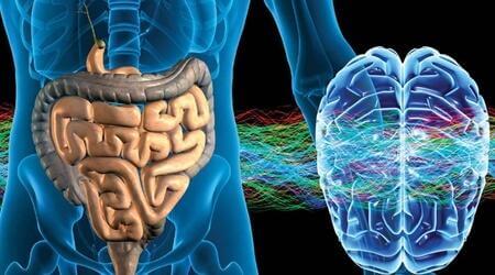 Det enteriske nervesystemet: Den andre hjernen