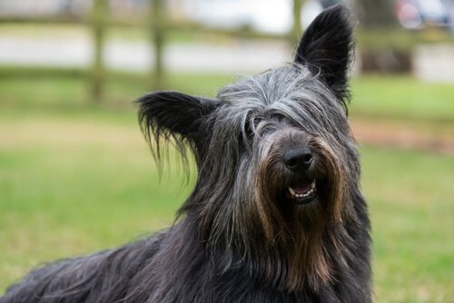 En svart Skye Terrier hund