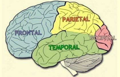 Hjernelappene: Kjennetegn og funksjoner