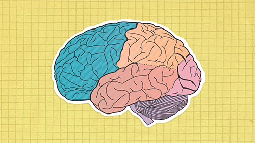 Den menneskelige hjernen og hjernelappene
