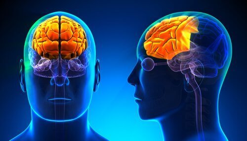 Illustrasjon av neocortex, som befinner seg i pannelappen.