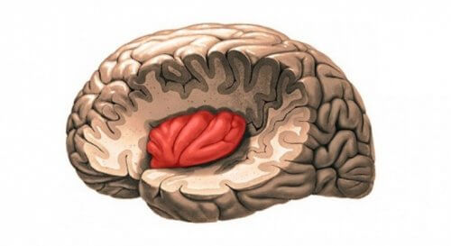 Insula sin posisjon i hjernen