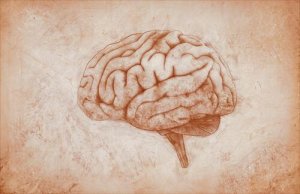 Den motoriske hjernebarken: Egenskaper og funksjoner