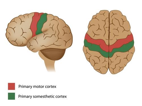 Den motoriske hjernebarken