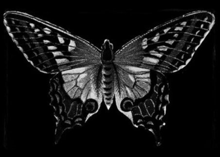 En svart sommerfugl