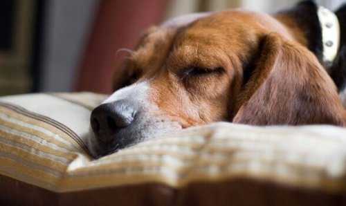 Sovende hund med narkolepsi