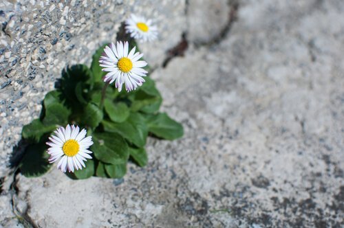 Blomster på veien som representerer den positive siden av motgang i livet