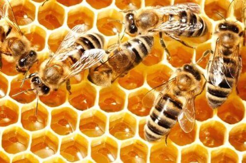 Samarbeid er bare en av mange leksjoner vi kan lære av bier