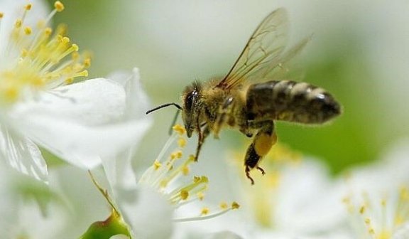Fem leksjoner vi kan lære av bier