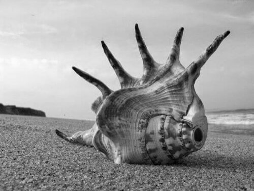 Et skjell på stranden
