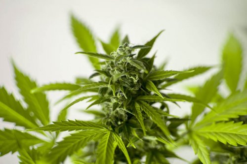Amotivasjonssyndrom og cannabisforbruk.