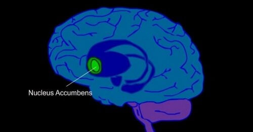 Plasseringen av nucleus accumbens