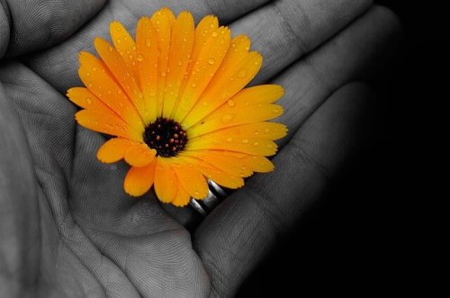 En gul blomst i noens hånd.