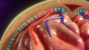 Hjernehinnene: Struktur og funksjoner
