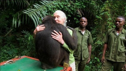 Goodall lærer oss om mer enn bare sjimpanser