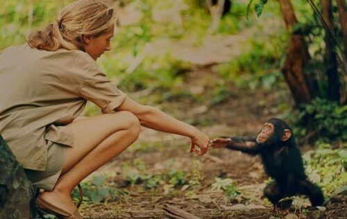 Jane Goodall og en primat