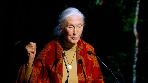 Noen Jane Goodall-sitater kommer fra hennes aktivistiske konferanser