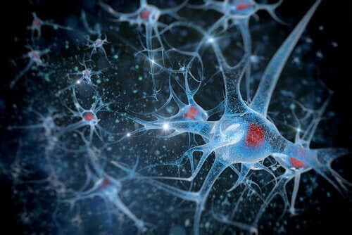 Nevroner, biopsykologi og forskningsmetoder