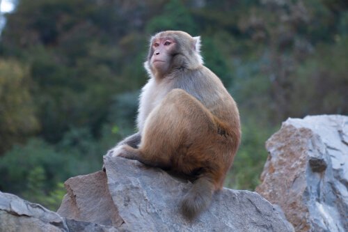 Ape og dyrs bevissthet