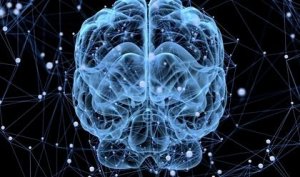 Sover egentlig hjernen vår?