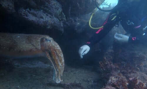 En dykker som berører en blekksprut.