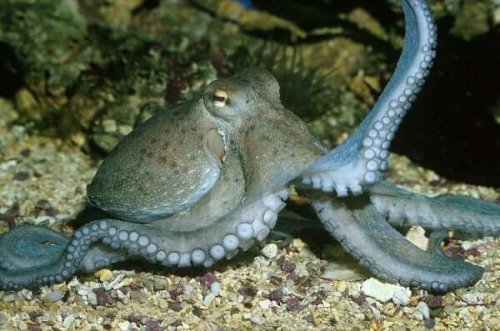 Mysteriene rundt blekksprutens intelligens