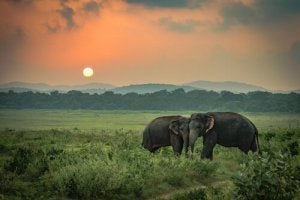 De triste elefantene: En sann historie