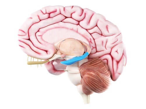 Hippocampus-formasjonen består ikke bare av hippocampus.
