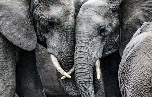 De triste elefantene, en historie ingen helt kan forklare.