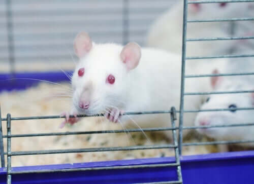 Alt du trenger å vite om Rat Park-eksperimentet