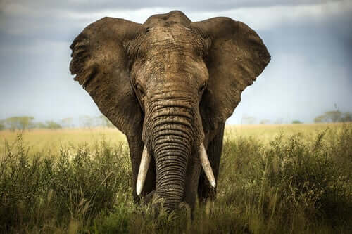 Å verdsette andres meninger: Elefanten og de seks vise mennene